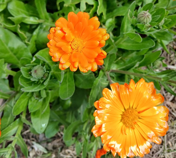 No s'ha trobat l'arxiu